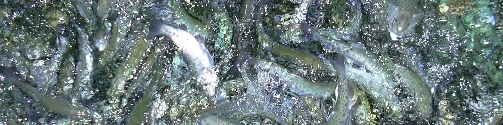 Trout Industry Catalyst